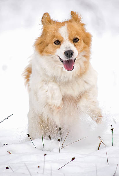 istock Happy dog in the white snow 508588258