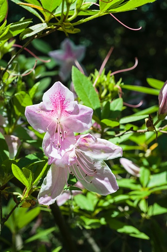 Azalea blooms against a green background. Taken in North Carolina.