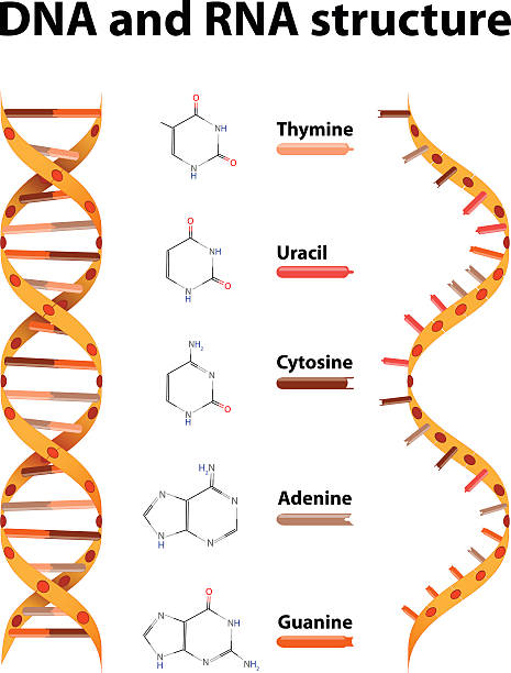 dna 및 rna 구조 - thymine stock illustrations