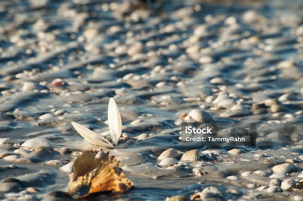Beach Shell Open Calm Shell Open On Beach Stock Photo - Download Image Now - Animal ...