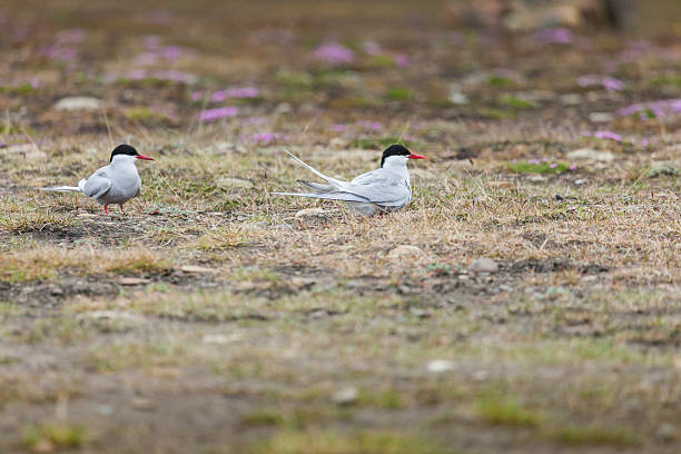 istock Arctic Tern standing near her nest 508591796