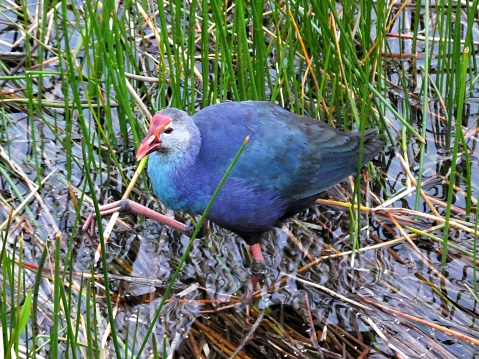 Grey-headed Swamphen (aka Purple Swamphen) in the wetlands.\t