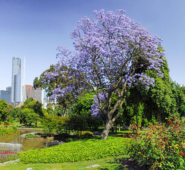 istock Hot summer sun in Melbourne 508591940