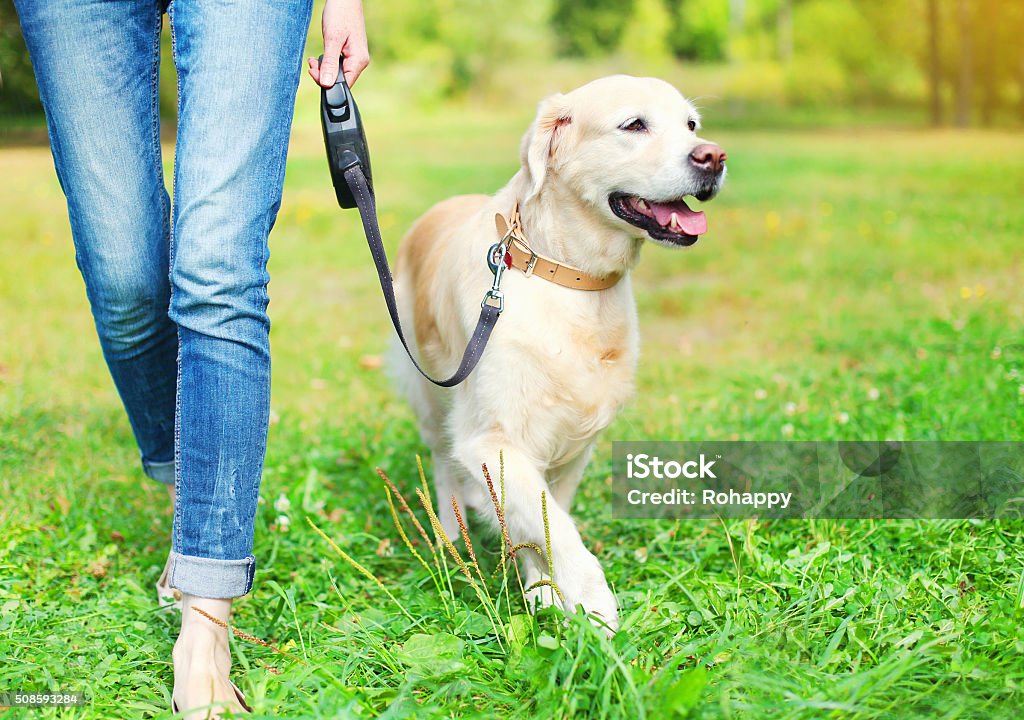 Owner walking with Golden Retriever dog together in park Dog Stock Photo