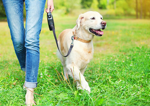 Owner walking with Golden Retriever dog together in park stock photo