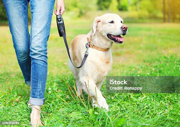 Owner Walking With Golden Retriever Dog Together In Park Stock Photo - Download Image Now