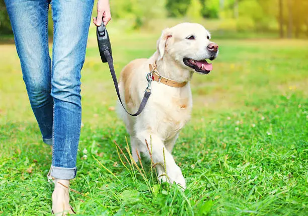 Photo of Owner walking with Golden Retriever dog together in park