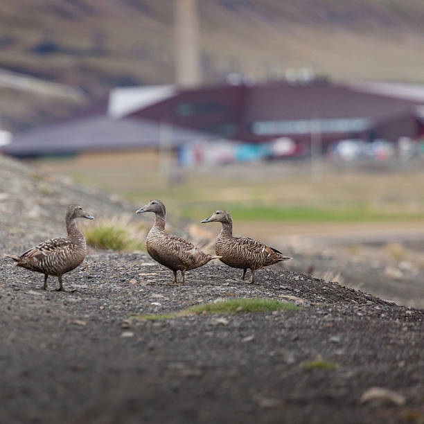 istock Beautiful scenic view in Svalbard, Norway. 508593542