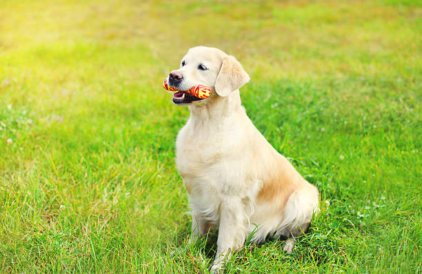istock Happy Golden Retriever dog with rubber bone toy on grass 508593600