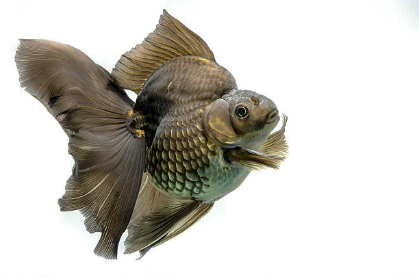istock Beautiful Gold fish isolated on white background 508604147