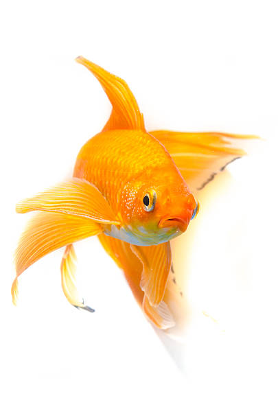 istock Beautiful Gold fish isolated on white background 508604163