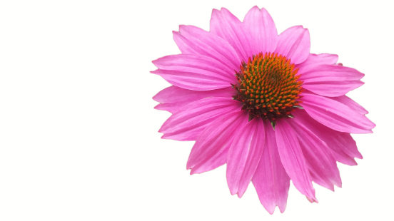 Pink Cone Flower on a White Background