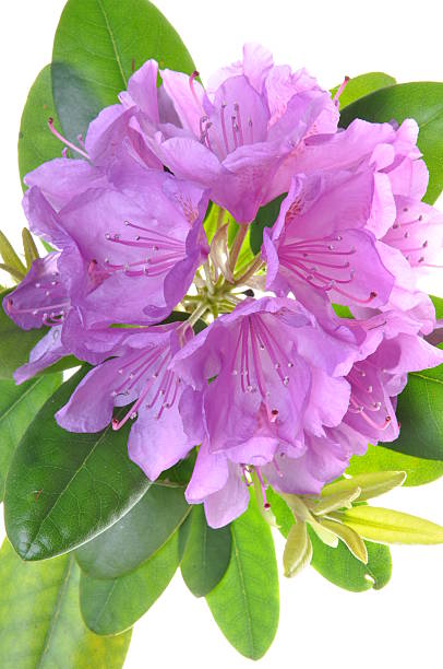 istock Purple rhododendron flower with leafs 508604613
