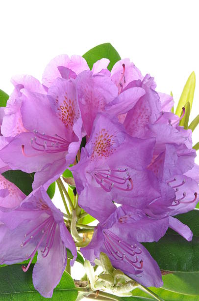 istock Purple rhododendron flower with leafs 508604621