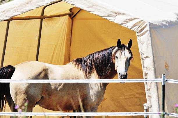 istock Horse and Tent 508604747