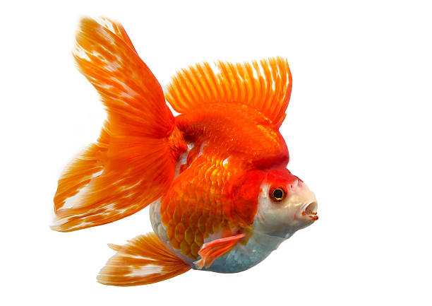 istock Beautiful Gold fish isolated on white background 508604815