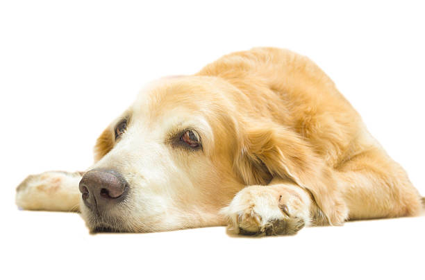 istock golden retriever dog isolated white background 508605011