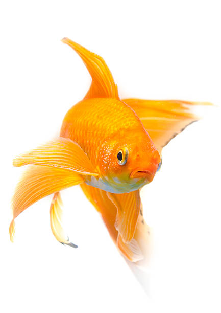 istock Beautiful Gold fish isolated on white background 508605711
