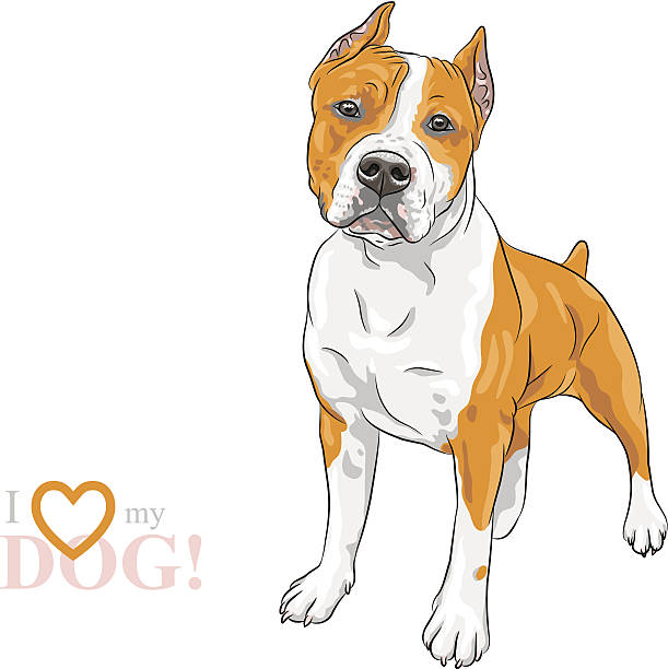 vector sketch dog american staffordshire terrier breed - 比特犬 幅插畫檔、美工圖案、卡通及圖標
