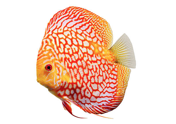 Beautiful Discus isolated on White Background Aquarium Fish discus fish stock pictures, royalty-free photos & images
