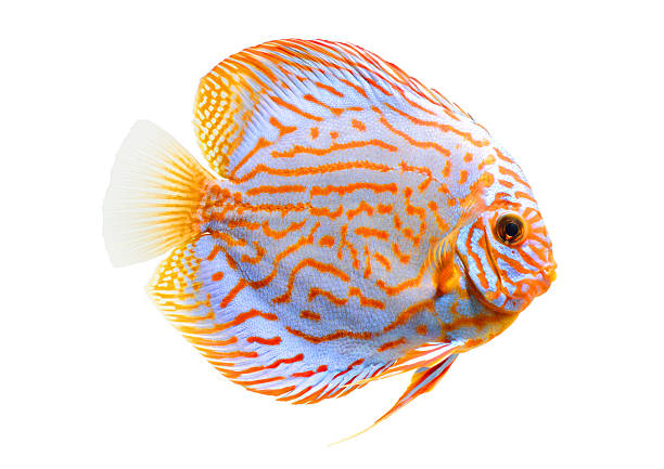 Beautiful Discus isolated on White Background Aquarium Fish discus fish stock pictures, royalty-free photos & images