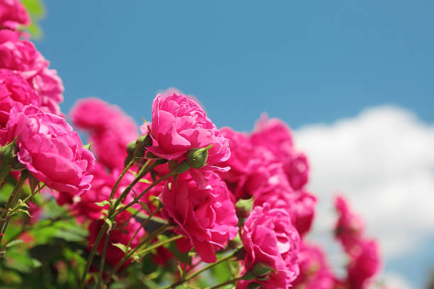 istock pink garden roses 508606659