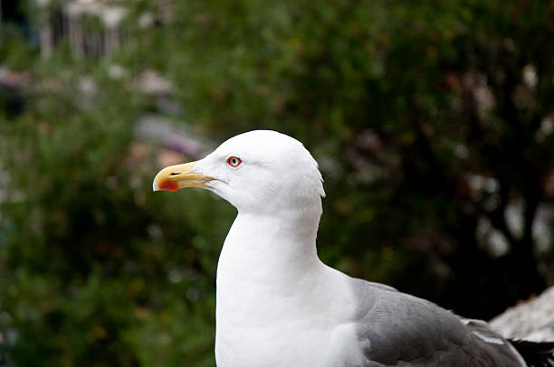 istock Close-up Seagull on the wall in Nice 508607673