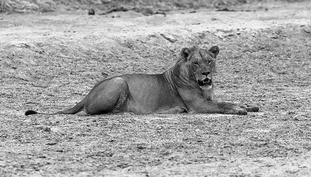istock lion relaxing after a good meal 508608135