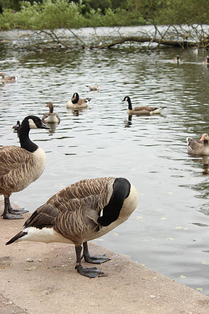 istock Canadian Geese By The Lake 508608735