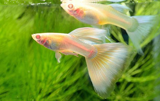 istock Beautiful Guppy  in Aquarium Tank 508609601
