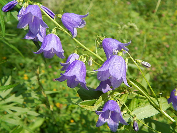 istock Beautiful flowers in the summer forest, the blue bells. 508609729