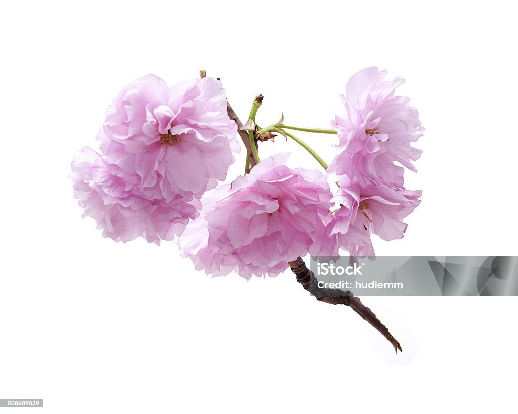 Close-up of cherry blossoms isolated on white background Close-up of cherry blossoms isolated on white background. Beauty In Nature Stock Photo