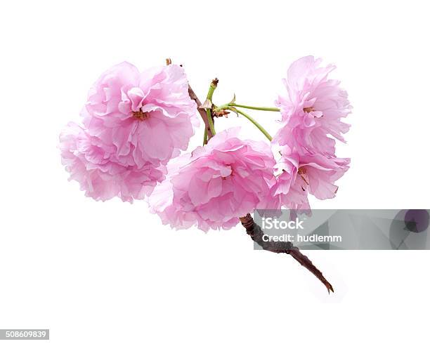 Closeup Of Cherry Blossoms Isolated On White Background Stock Photo - Download Image Now