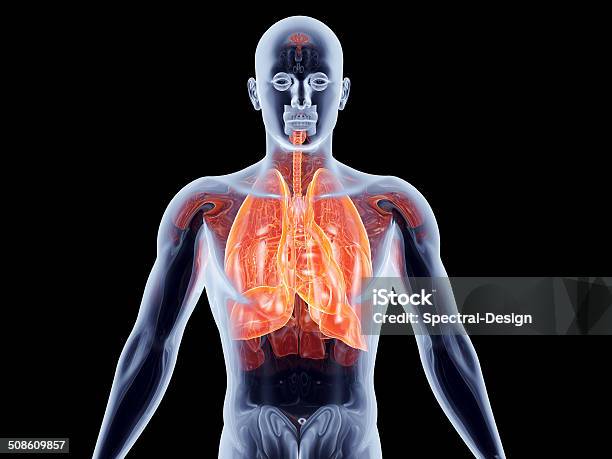 Foto de Órgãos Internos De Pulmões e mais fotos de stock de Anatomia - Anatomia, Biologia, Bronquíolo