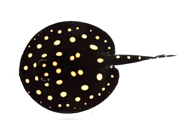 istock Beautiful Stingray isolated on white background 508610205