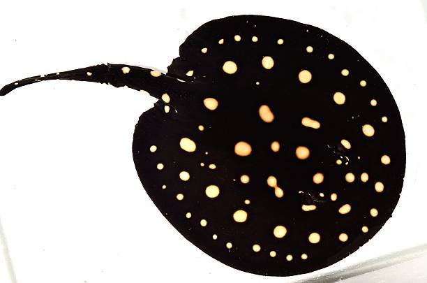 istock Beautiful Stingray isolated on white background 508610209