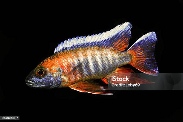 Freshwater Aquarium Fish Stock Photo - Download Image Now - Amphibian, Angelfish, Animal