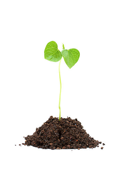 istock New life isolated on white background 508610823
