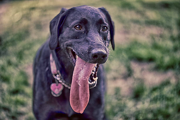 istock Black Lab and Her Ridiculously Long Tongue 508611109