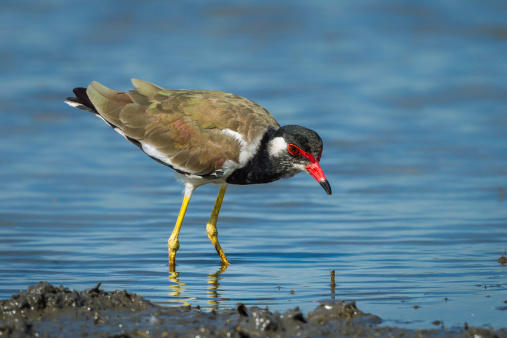 Vanellus indicus (red-wattled lapwing) finding some food in nature of Thailand