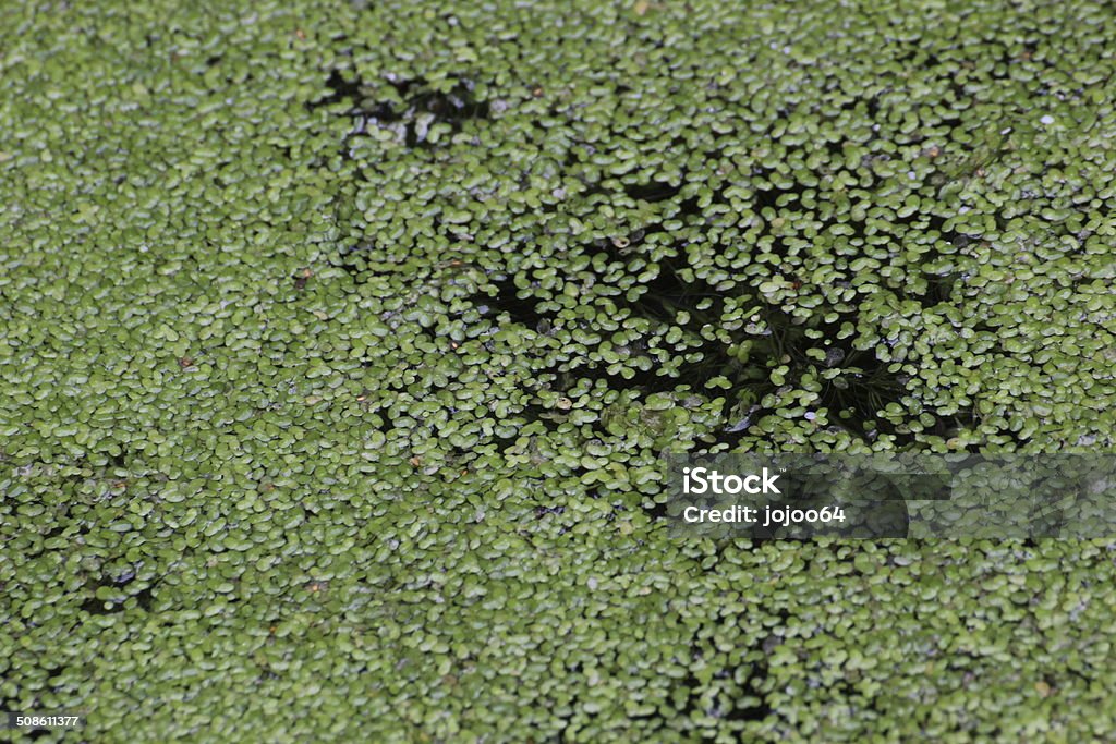 Duckweed Duckweed (Lemna) floating on water surface. 2000-2009 Stock Photo