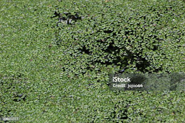 Duckweed Stock Photo - Download Image Now - 2000-2009, 21st Century, Arum Family