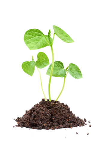 Green red bean sprout growing from soil isolated on white background.