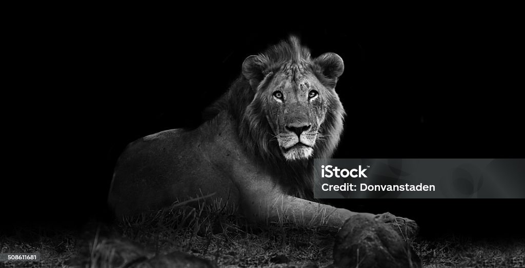 Lion in black and white Wild African lion in black and white staring at the camera Lion - Feline Stock Photo