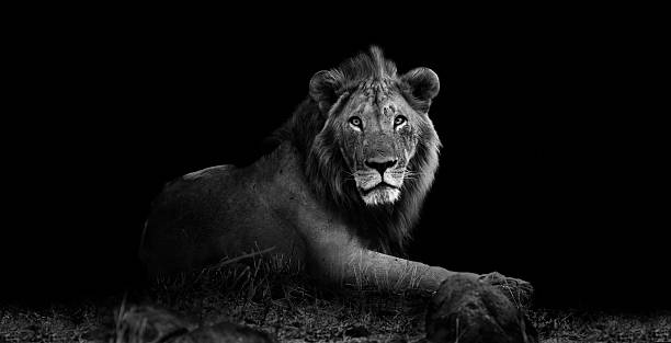 Lion in black and white Wild African lion in black and white staring at the camera leo photos stock pictures, royalty-free photos & images