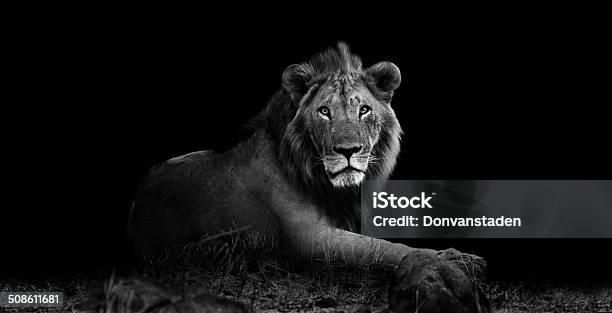 Lion In Black And White Stock Photo - Download Image Now - Lion - Feline, Black And White, Black Background