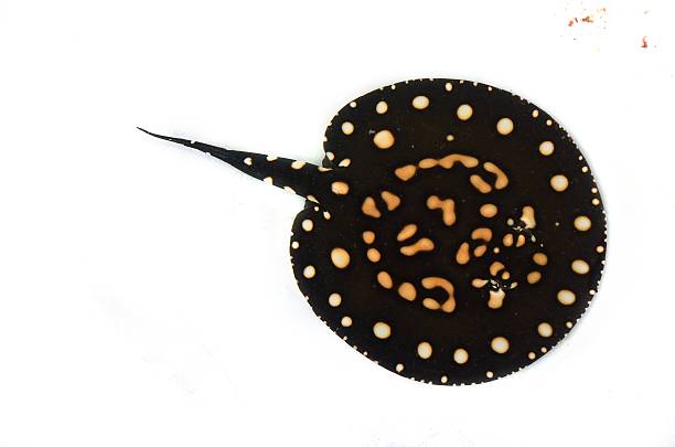Beautiful Stingray isolated on white background