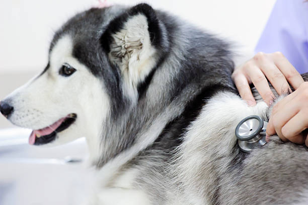 istock veterinarian examining cute siberian husky 508611857