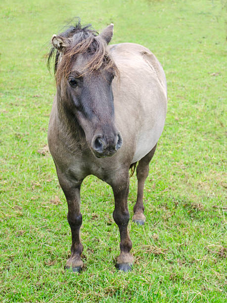 istock Falabella Cross Gelding 508611859