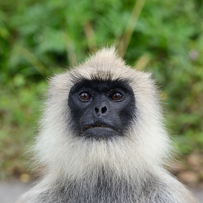 A black-faced langur monkey staring at the camera.